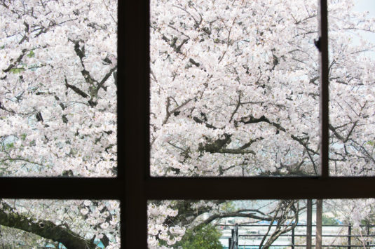 桜の季節 お花見のご予約を承っております。