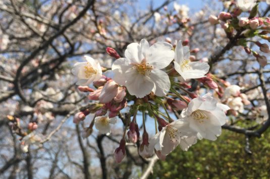 3月27日 本日の桜状況