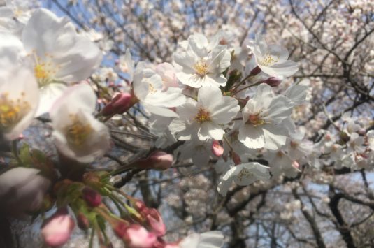 3月29日 本日の桜状況