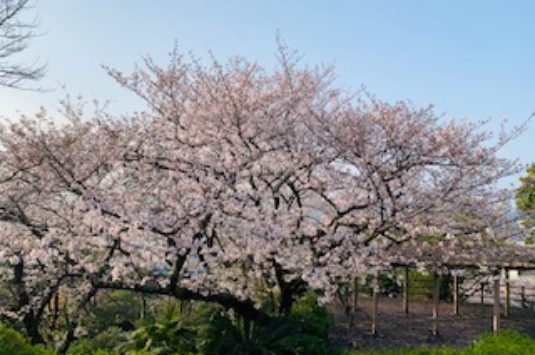 桜の蕾状況